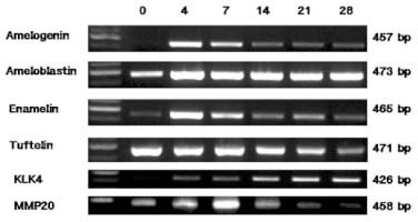 jkacd-31-437-g003.jpg